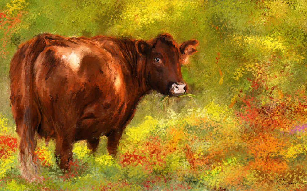 A painting of a cow grazing, red devon cattle grazing .  A red Cattle eating grass.