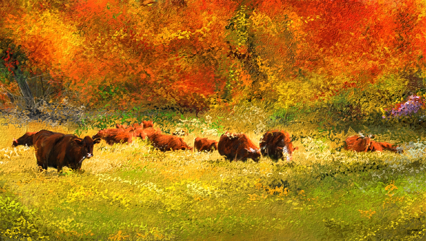 Herd of Red Devon Cattle grazing the pasture in Autumn.